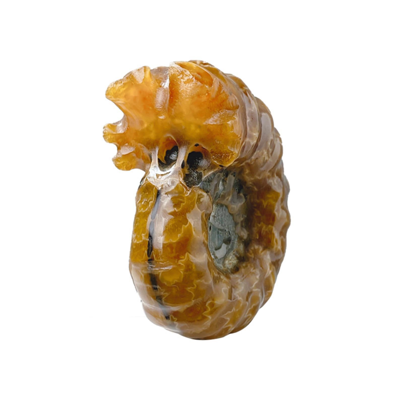 Espécimen de fósil de caracol terrestre de Madagascar auténtico, ideal para educación científica, decoración del hogar y colecciones
