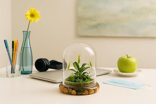 Miniatura 4 de Terrario de planta viva Nepenthes tobaica sin mantenimiento (con musgo Sundew) en frasco de vidrio autosostenible, sin mantenimiento, gran regalo