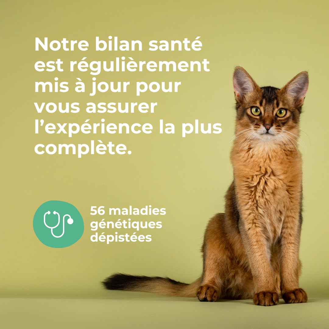 Felome Genetic Assessment for Cat DNA Test for 56 Genetic Diseases and 31 Traits - Blood Type and Drug Sensitivity - Image 3