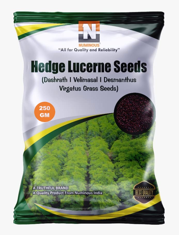 Numinous Hedge Lucerne/Velimasal/Dashrath/Desmanthus Virgatus Grass Fodder Seeds - 250 GMs (B098LPZ2D5) Amazon Price History, Amazon Price Tracker