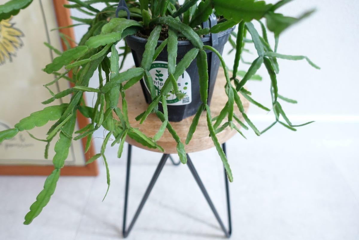 Amazon.co.jp: リプサリス ラウヒホラム 観葉植物 多肉植物 サボテン