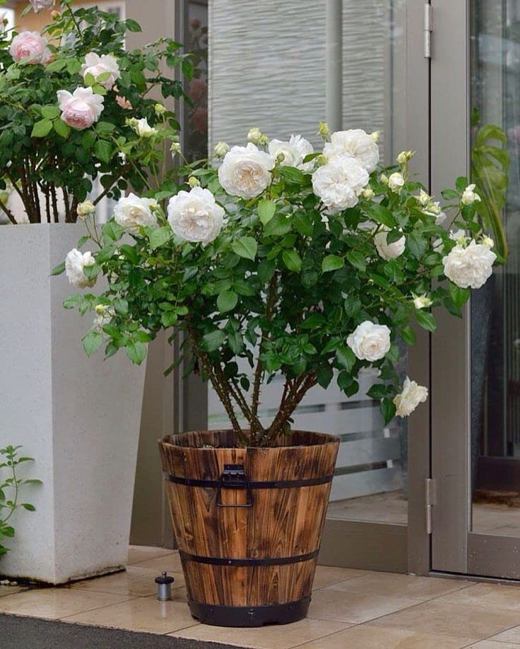 Mphmi Live Plant Nursery NCR Nurseryplant Miniature Rose, Button Rose (Peach) - Plant (B0C1JVNN4K) Amazon Price History, Amazon Price Tracker