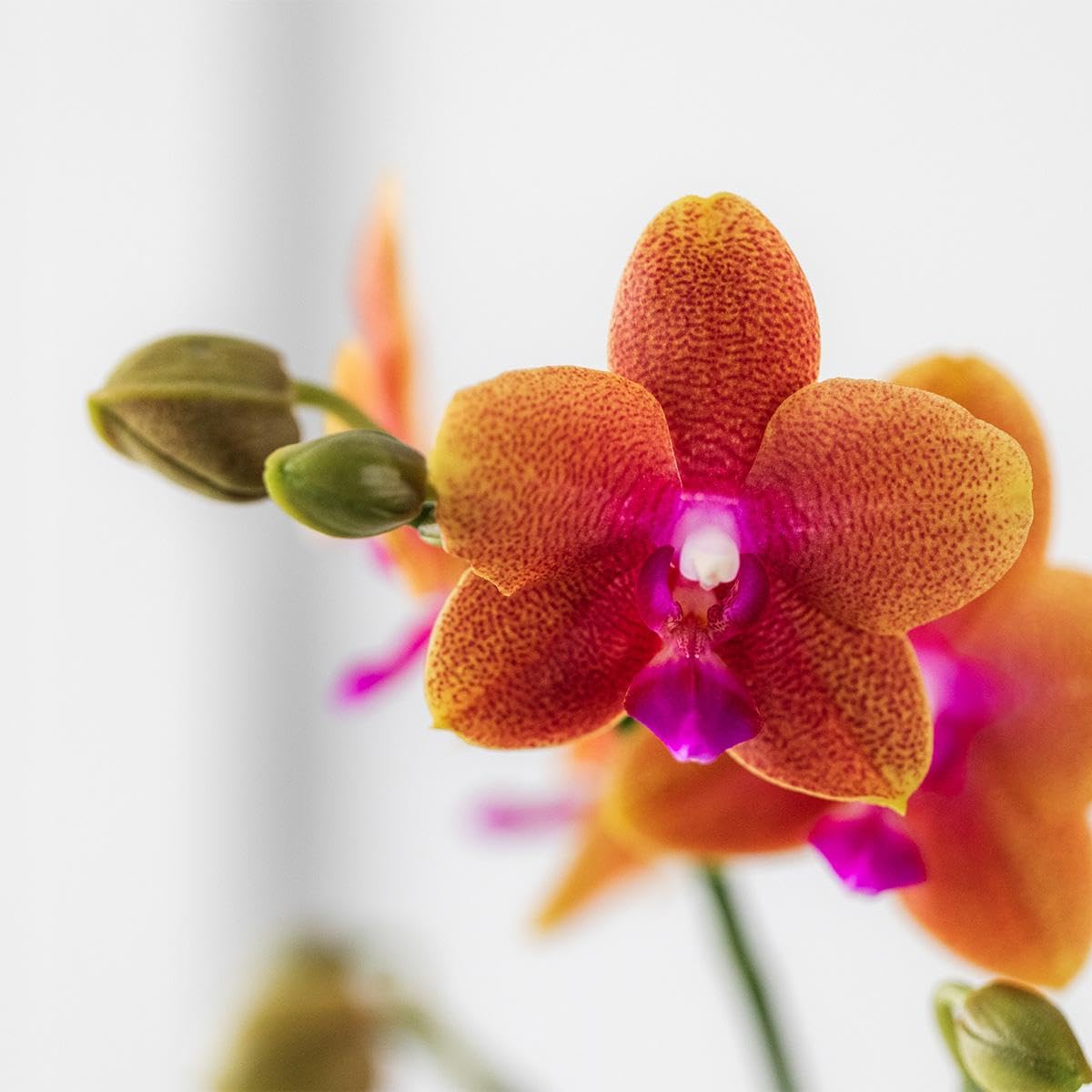 Kolibri Orchids Rote Phalaenopsis-Orchidee Kongo + Beeren Ziertopf 9cm -  Blhende Zimmerpflanze Frisch Vom Zchter Rote Phalaenopsis Orchidee