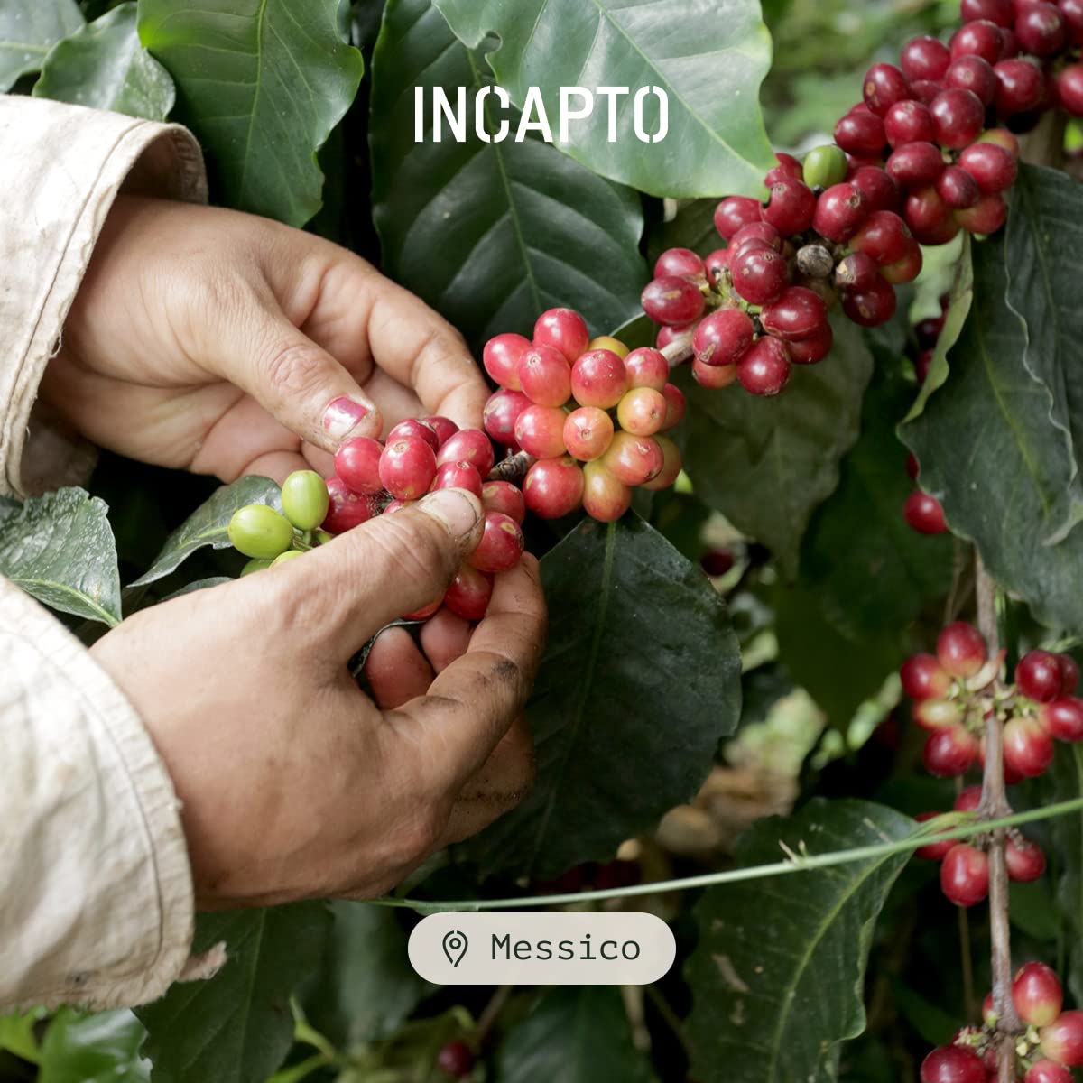 Incapto Caffè in Grani Naturale - Caffè di Specialità | Caffè Messico Grani | Caffè in Grani Arabica 100% | +80 punti SCA | Tostatura Naturale e Artigianale | Caffè Grani Naturale | Pacco da 1000 gr
