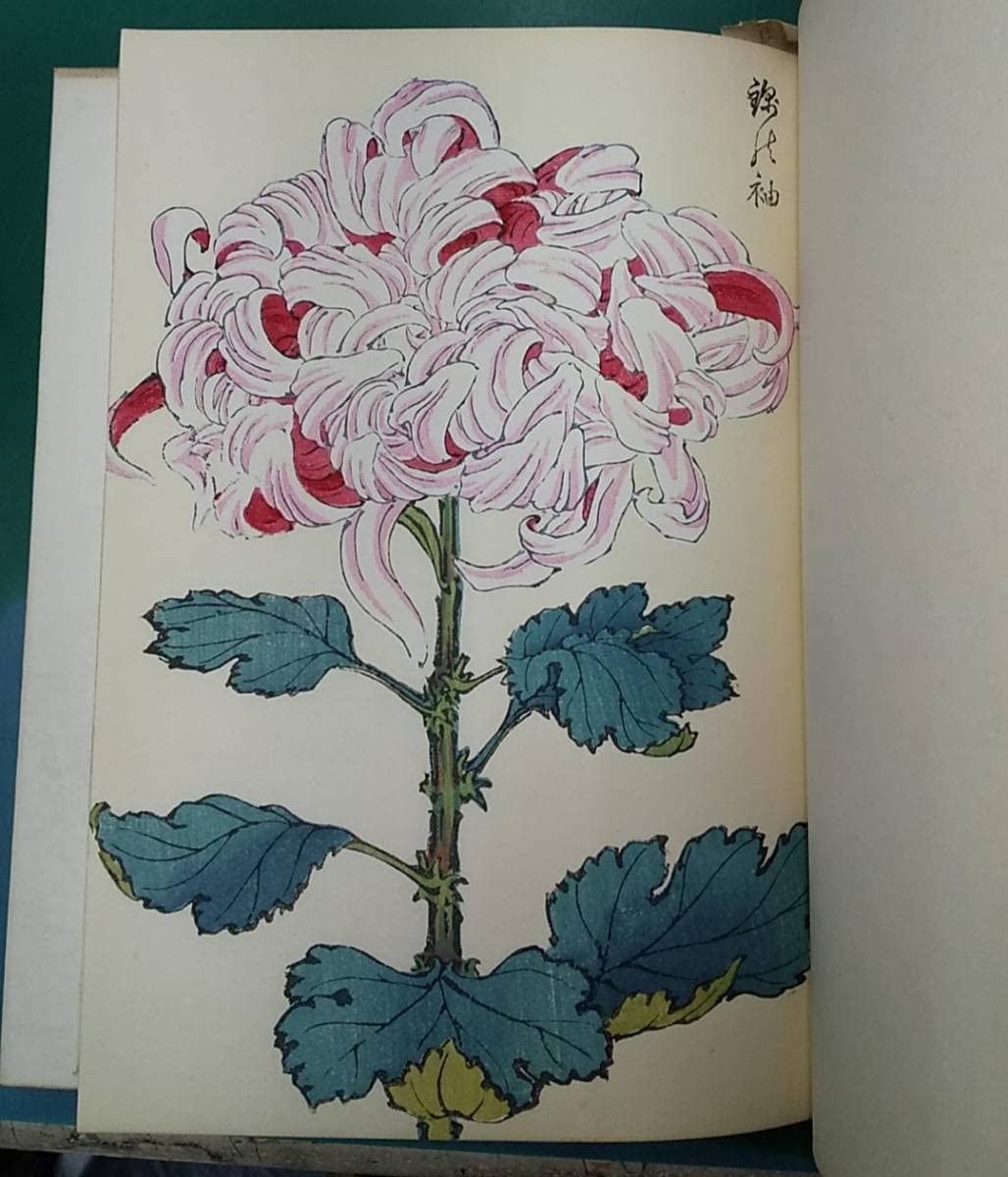 Amazon.co.jp: 長谷川契花「契花百菊」(全3巻) 明治41年 山田直三郎刊