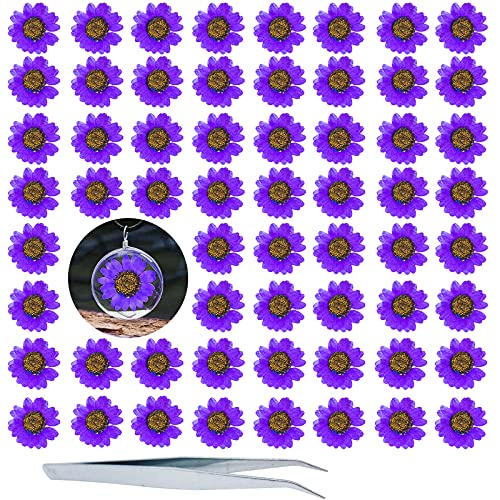 Flores Secas Prensadas HEISENLIN 60PCS Margarita Natural miniatura 1