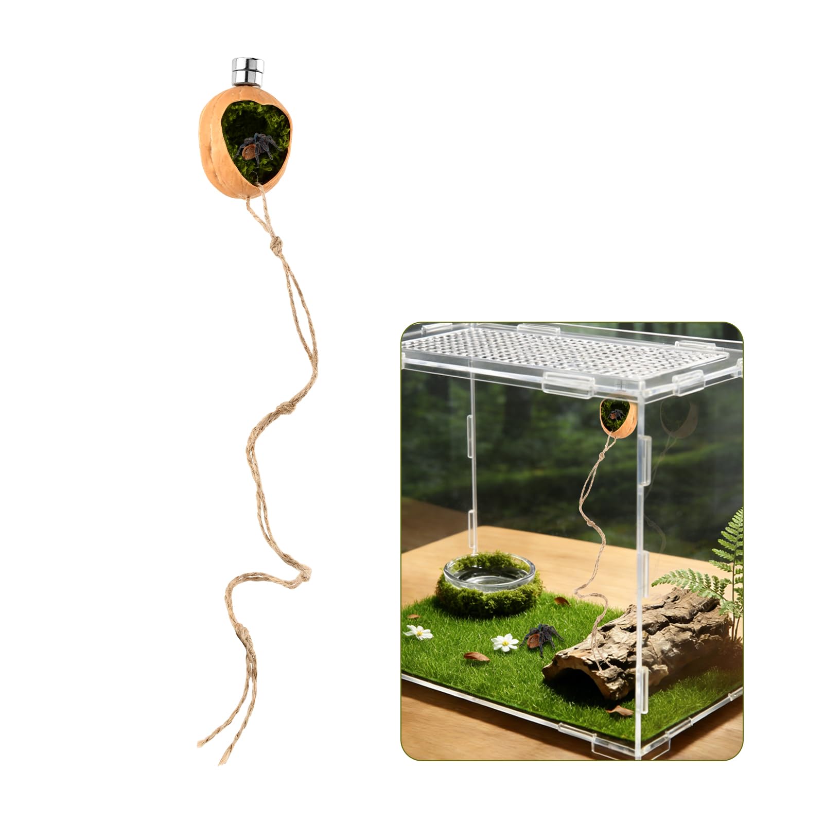 Jumping Spider Hide, Walnut Shell Hideout with Magnets, Climbing Rope & Spider Accessories, Handmade Habitat for Pet Spiders