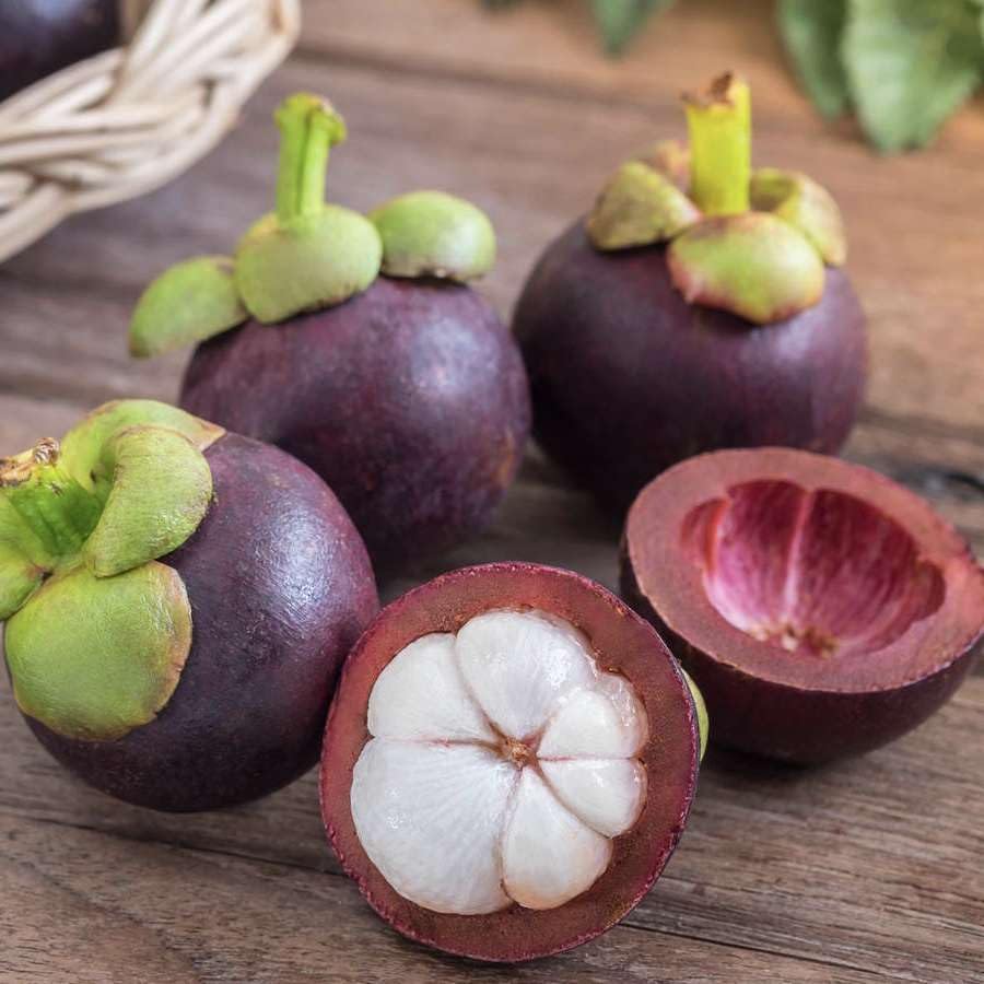 Live Plant - Mangosteen (Garcinia Mangostana) Exotic Tropical Fruit Tree 6”