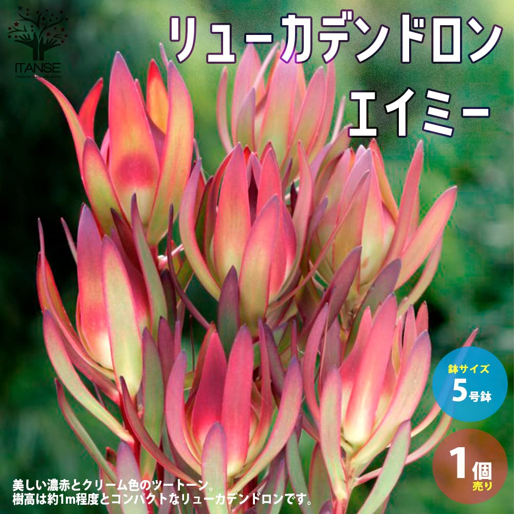 Amazon.co.jp: リューカデンドロン・エイミー(アミー) 5号鉢【品種で