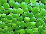 12+ Amazon Frogbit (Limnobium Laevigatum), Live Aquarium/Aquatic Floating Plant