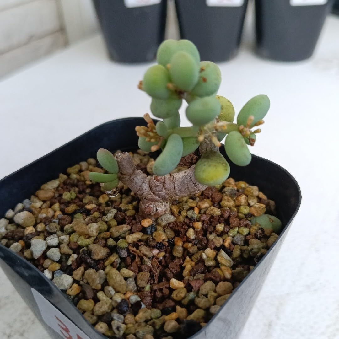 アガベ トランカータ 37センチ苗 アガベ トランカータ 37センチ❗ no.3