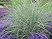 Produktbild 3 x Miscanthus sinensis 'Morning Light' 1 Liter (Ziergras/Gräser/Stauden) Chinaschilf ab 3,19  pro Stück