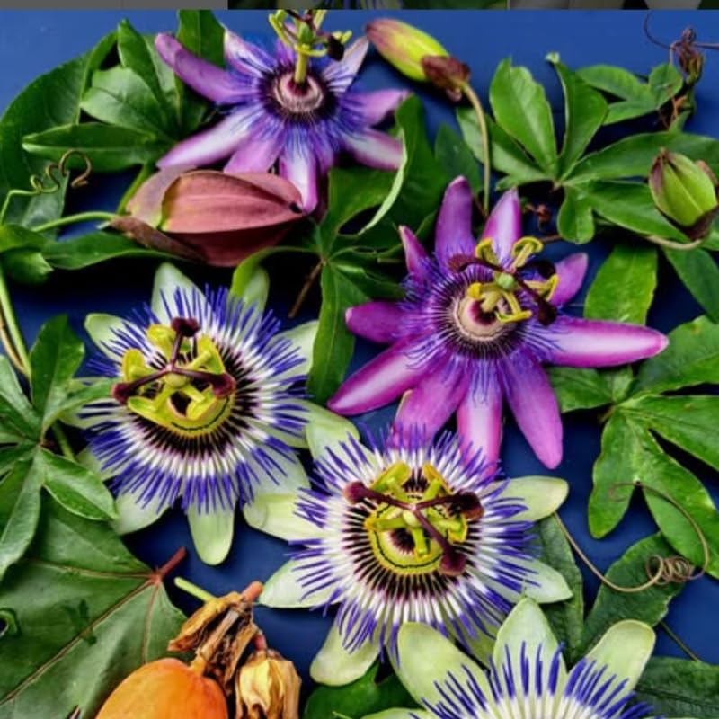 3 Mixed Passion Flower Plants Live, 5 to 8 Inch Tall Passiflora Vine, Fragrant Climbing Plant for Garden or Trellis, No Pot, Well-Rooted