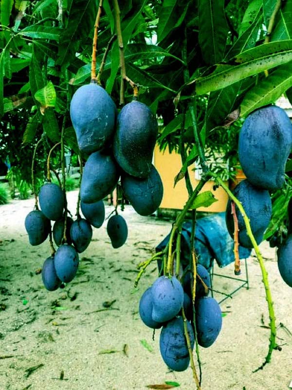 See full amazon price history chart for GREEN LINE Mango Indonesia Black Stone Variety Grafted Plants & Tree Live With Black Plastic Pot GREEN LINE Mango Indonesia Black Stone Variety Grafted Plants & Tree Live With Black Plastic Pot (B0BBHB32S5) Amazon Price History, Amazon Price Tracker