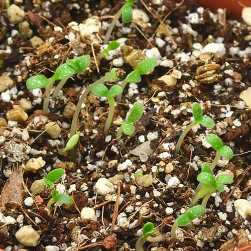 聖新陶芸 ネモフィラ栽培キット GD-929