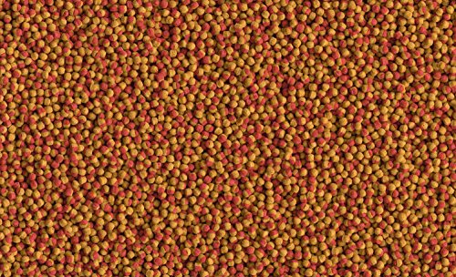 Tetra Cichlid Colour Pellets - visvoer voor intensieve en heldere kleuren, vooral voor bonte baarzen met rode, oranje en… - Afbeelding 4