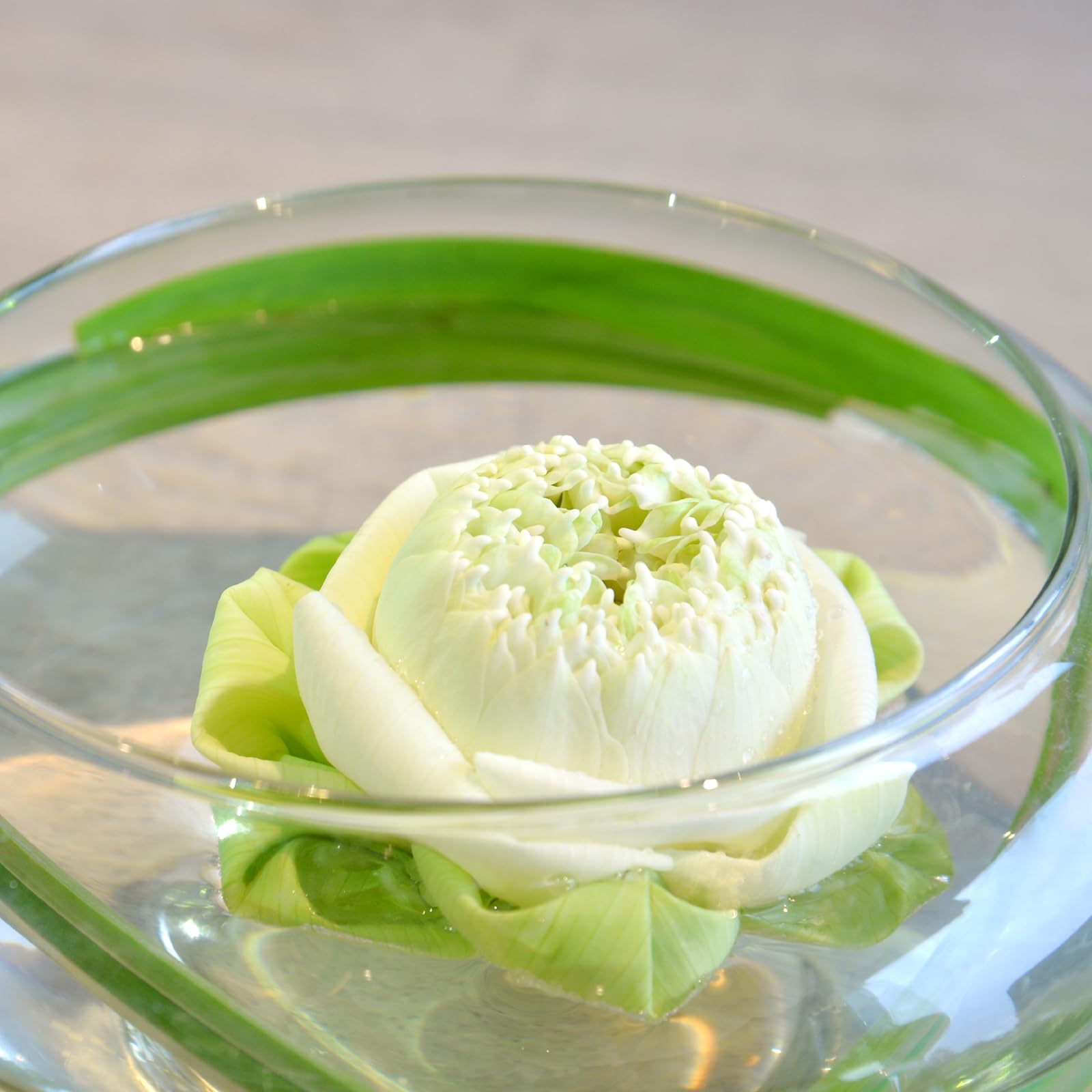 Baderke Hydrokultur-Pflanzgefäß, Lotusblumentopf, Pflanzgefäß, Lotusschale, klares Glas, Fischschale, Vase zum Bepflanzen von Innenräumen, Heimdekoration, Seerose, Narzissen, Wasserlilie, 6 Stück