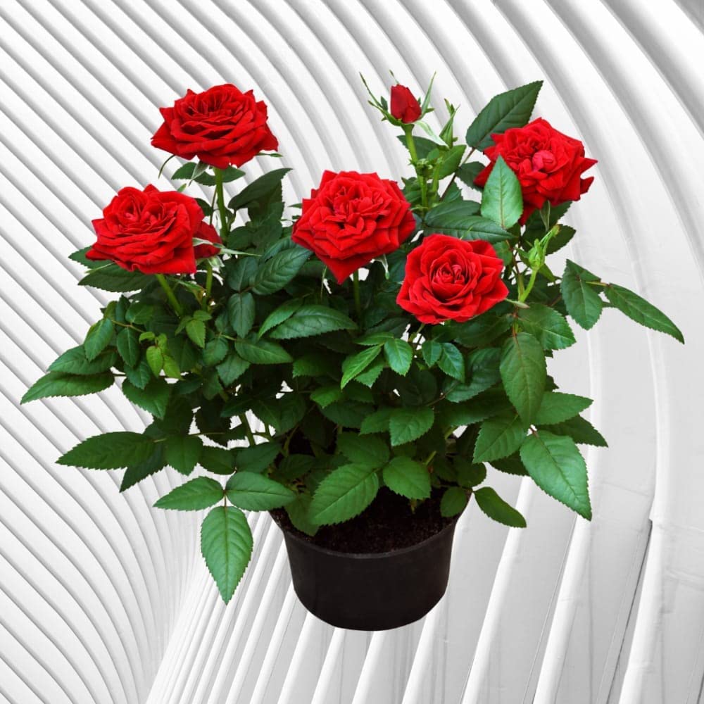 Vibrant Green Red Rose Plant | Gulab | Flower Plant (B0C4M282DZ) Amazon Price History, Amazon Price Tracker