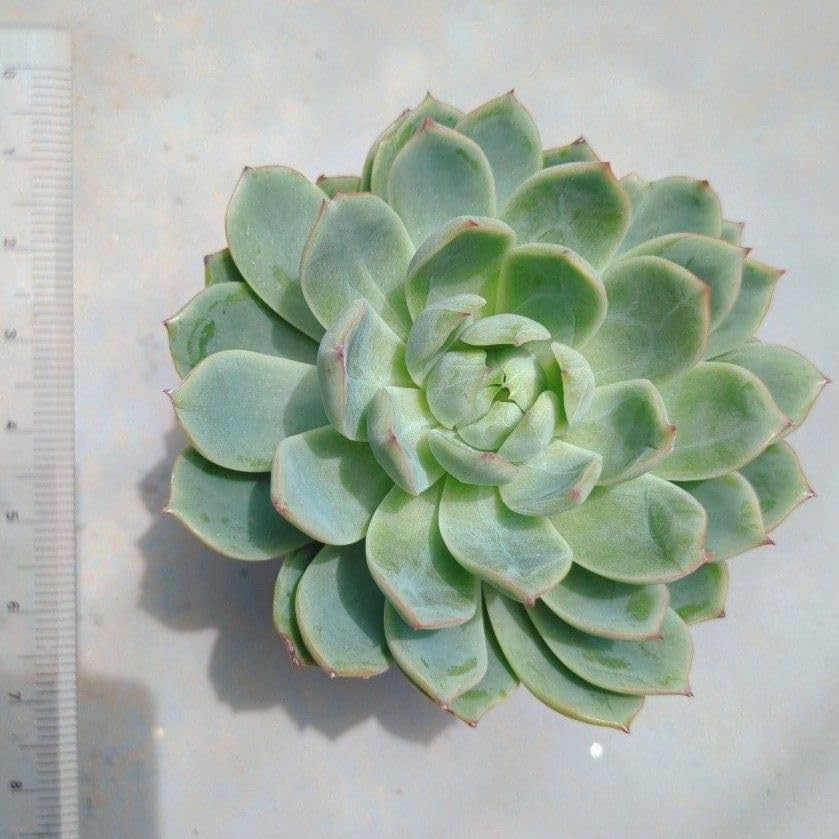 Amazon.co.jp: 多肉植物 エリックエリス 抜き苗 大苗 : ホビー