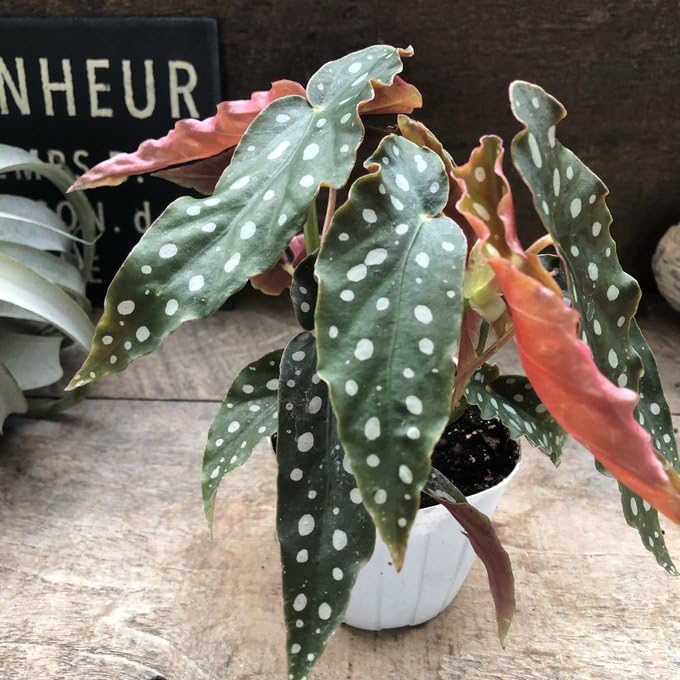 Amazon｜ベゴニア マクラータ 3号 水玉模様 観葉植物｜観葉植物