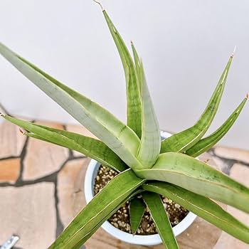 現品　サンスベリア　バイビット　子株　希少　珍しい　ビザルプランツ　観葉植物 現品サンスベリアバイビット子株希少珍しいビザルプランツ観葉植物