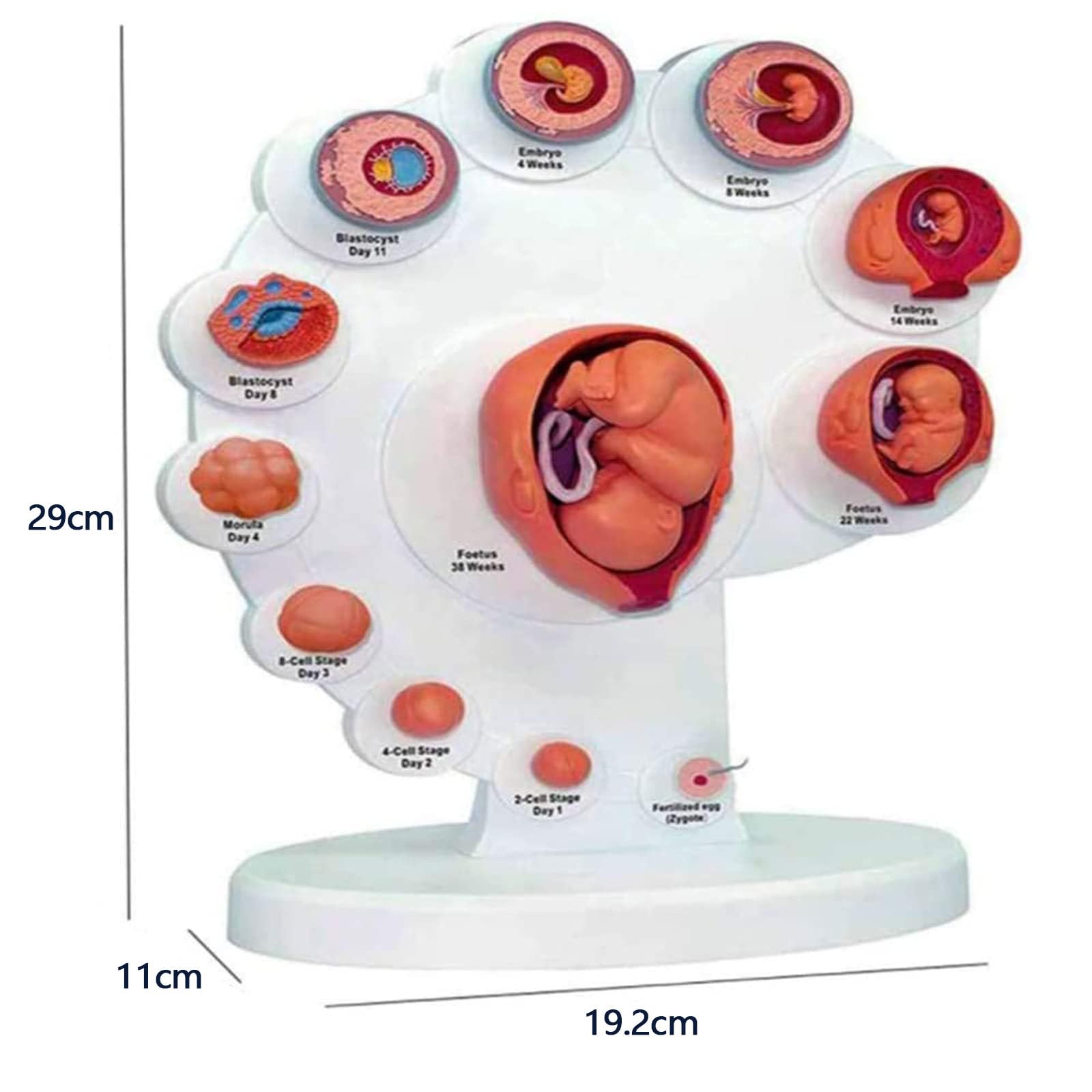 4D Fetus Modell - Anatomisches Modell zur Entwicklung des Fötus für medizinisches Lehren und Lernen - Gebärmutter-Embryo-Wachstumsprozess Anatomie Bildungsbedarf