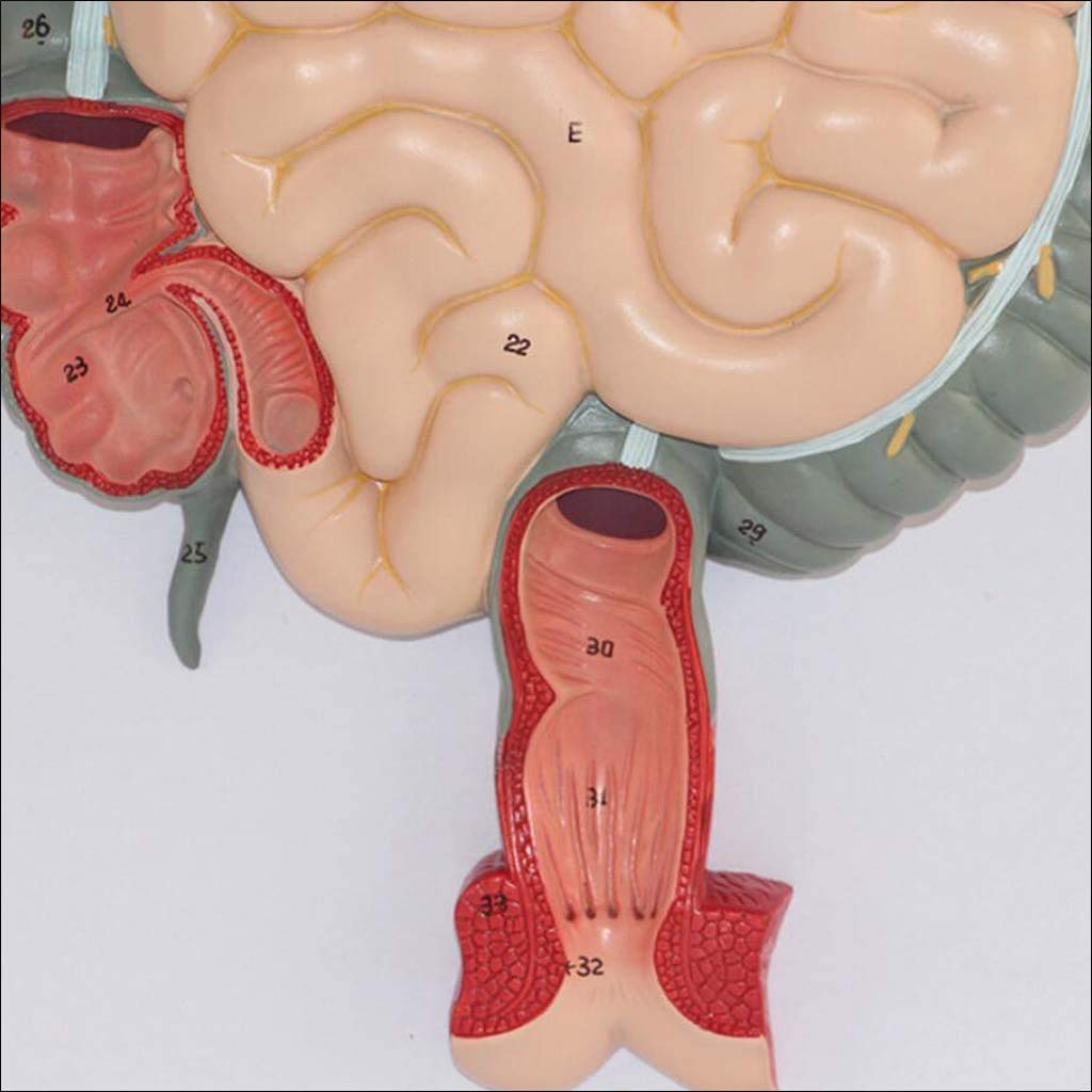 Materiales digestivo Humano Modelo anatómico para Herramienta educativa médica para el Kit de Laboratorio de enseñanza, Modelos y Equipos médicos