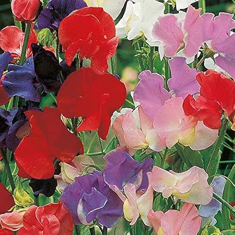 Suttons Old Fashioned Scented Sweet Pea Seeds Cover
