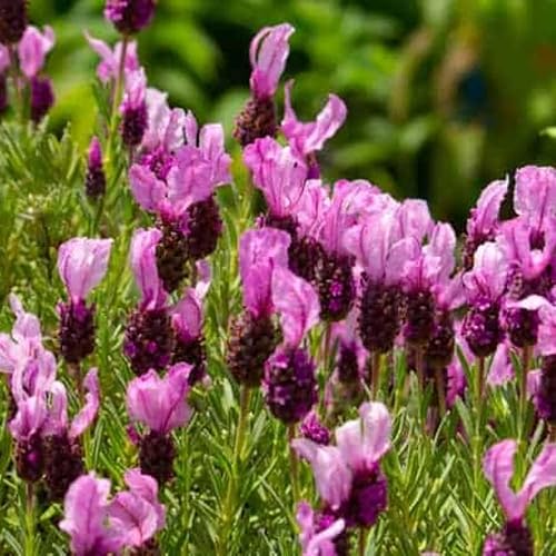 Miniatura 9 de Juego de 2 plantas de lavanda vivas, plantas de flores perennes de Lavandula para interiores y exteriores, tapones bien enraizados de 3 a 5 pulgadas
