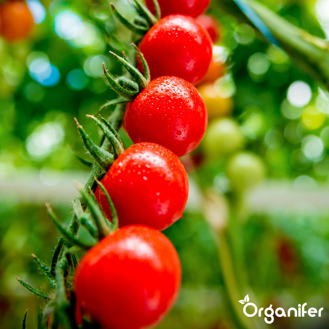 Płynny Nawóz Do Pomidorów 2L – Organiczny, Silne Korzenie I Zdrowe Liście – Organifer