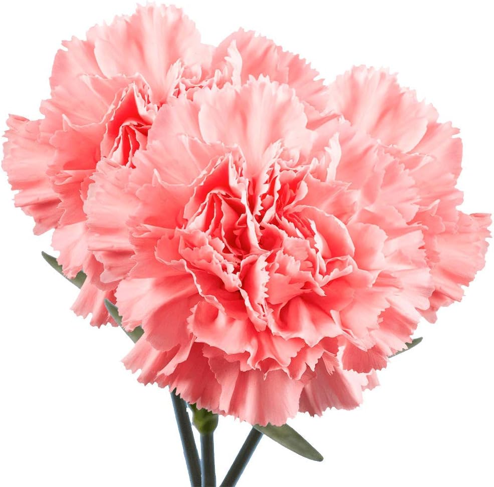 GlobalRose 200 Pink Carnation Flowers - Responsibly Sourced Carnations Fresh Flowers - Hand-Picked Fresh Bouquet for Graduation, Anniversary, Birthday & Special Occasions (8 Bunches of 25 Stems)
