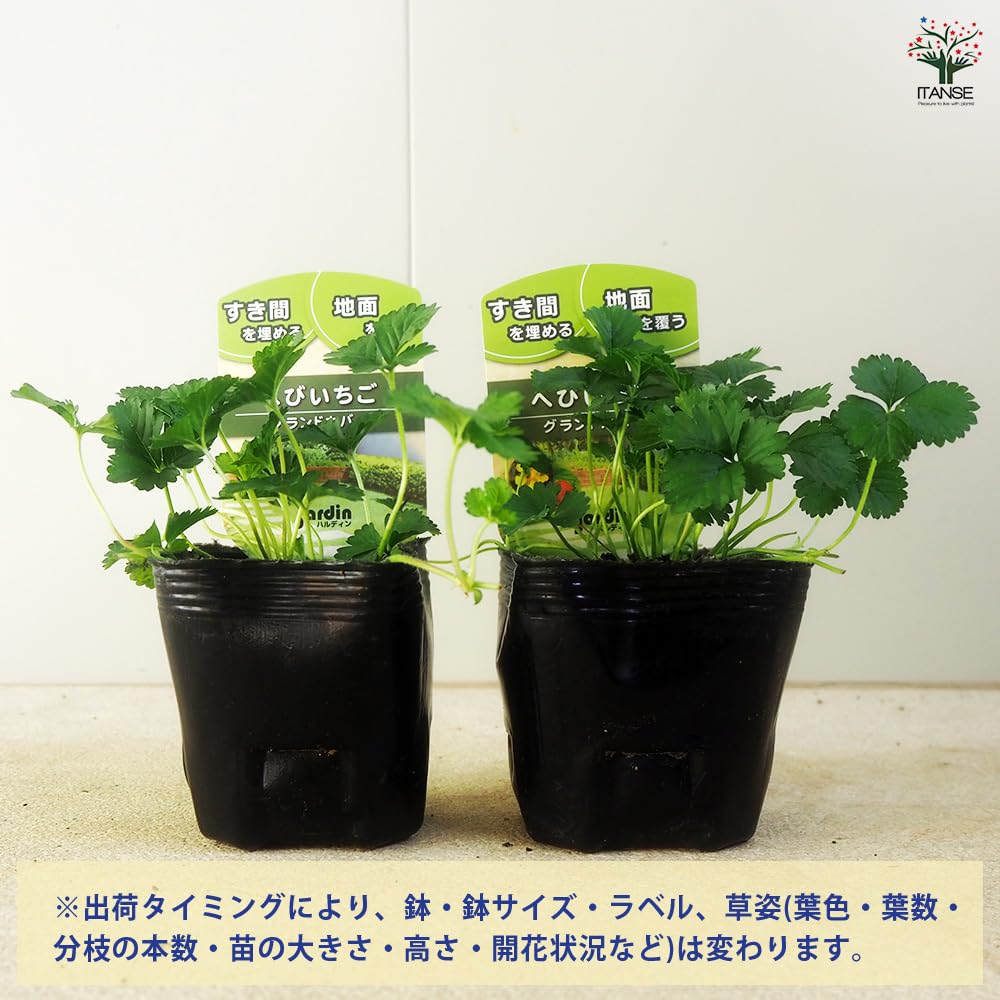 Amazon.co.jp: ITANSE へびいちご 9cm 3個セット 花苗 グランド
