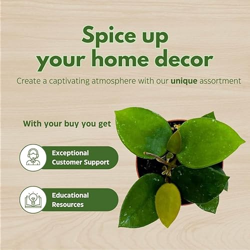 Miniatura 6 de BubbleBlooms Hoya Chouke 2 pulgadas