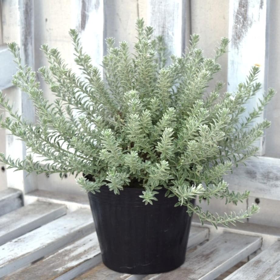 ウエストリンギア ホワイトスモーキー 低木 オージープランツ 庭木