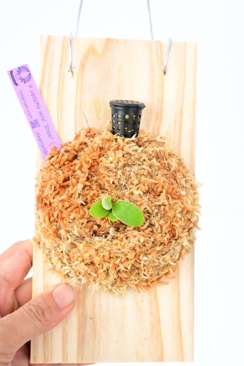 ビカクシダ P.veitchii sp.sporeling TIP#8　ベイチー ビカクシダ P.veitchii sp.sporeling TIP#8 ベイチー ビカクシダ