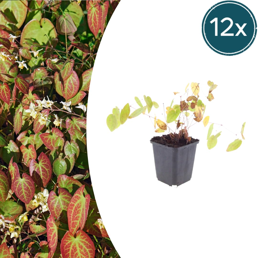 Kwiat elfów Epimedium × youngianum 'Niveum' – 12 roślin – 10-25 cm – Ø 9 cm – biała roślina cienia – mrozoodporna roślina okrywowa do ogrodu i zagrodowej krawędzi