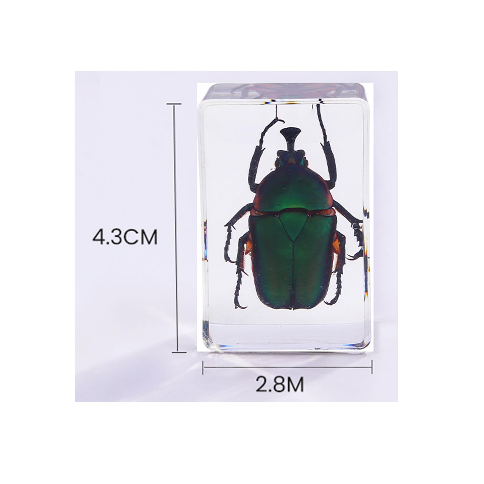 Vokowin Insect in Resin Specimen, Real Bug Preserved for Scientific Educational, Office Desk, Christmas Display (6 Styles) - Image 2