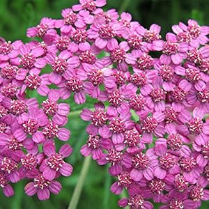 . Nuovo Fresco Bonsai Fiore Yarrow Bonsai 100pcs / pack giardino bonsai bonsai del fiore Achillea millefolium Vasi Fioriere Sementes: 2: Only Seeds