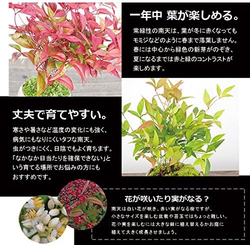 Amazon Co Jp Nanten Bonsai White Ceramic Pot And Bottom Plate Set Diy Tools Garden