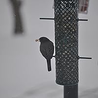 Vista 17 de C&S Berry Flavored Nuggets, 6 Pack