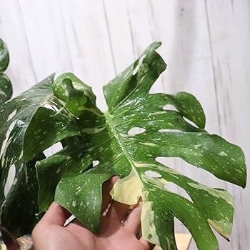 Amazon.co.jp: No.18大株モンステラ デリシオーサ タイコンステ