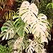 50 pcs/Bag Monstera Variegated Seeds Rare Tree, Mixed Color, Fresh Seeds Farmer