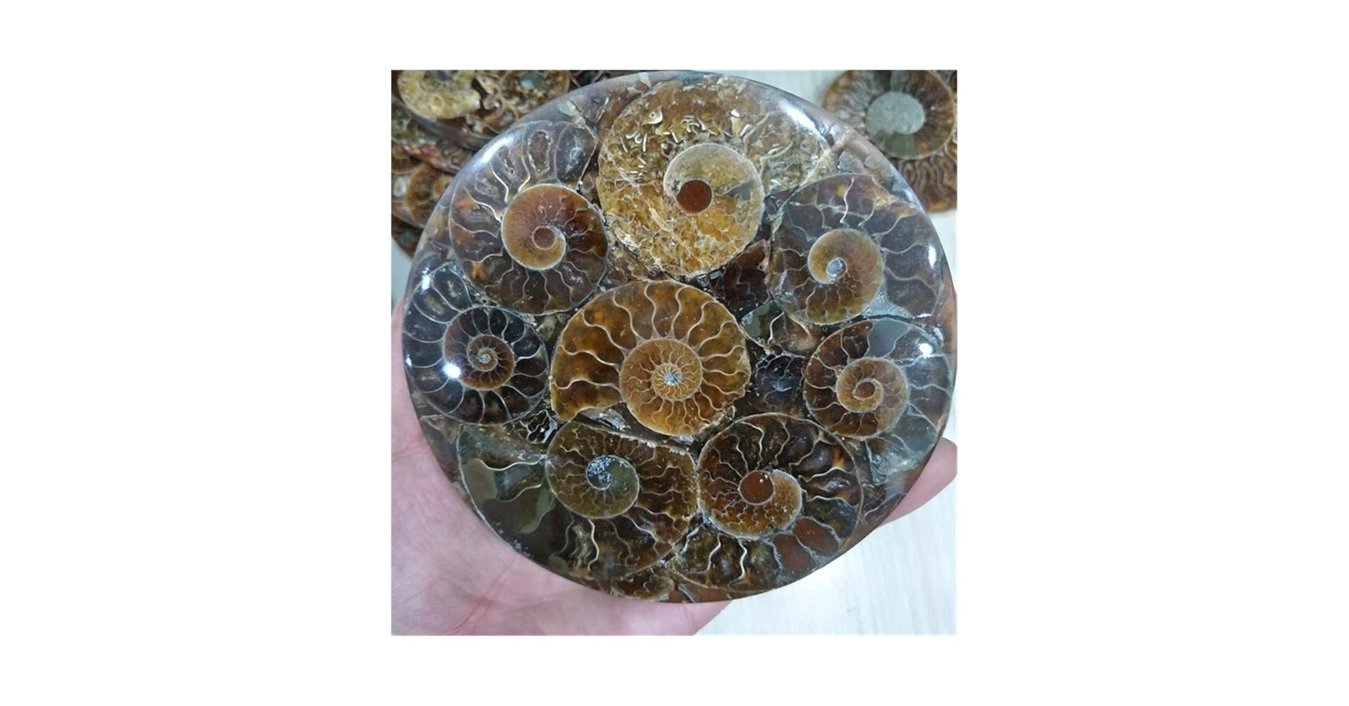 天然石☆水晶☆アンモナイト Amazon.co.jp: 天然水晶の原石 1pc 天然アンモナイト巻貝結晶石