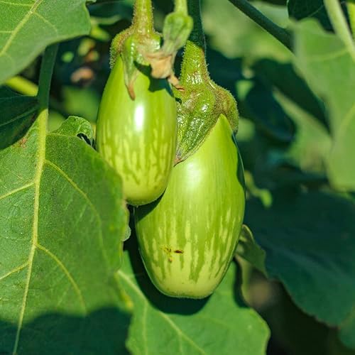Miniatura 2 de 50 semillas de berenjena tailandesa, dedos verdes tailandeses berenjena semillas de vegetales asiáticos