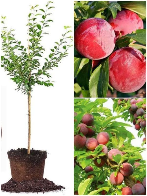 Plum Aloo Bukhara Fruit Plant & Tree For Home Garden For Home Gardening Alu Bukhara Healthy Spice Plant (Hybrid, Pack Of 1)