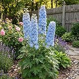 Bloomique – 6er-Set – Rittersporn (Delphinium...