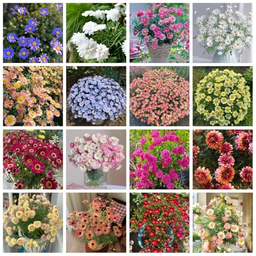semi di margherita perenni resistenti biologici per aiuola di margherita per luoghi soleggiati di recisi per aiuole rialzate 200pcs