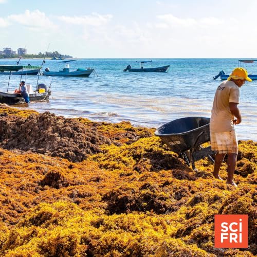 Sargassum superblooms are choking coastlines around the Atlantic