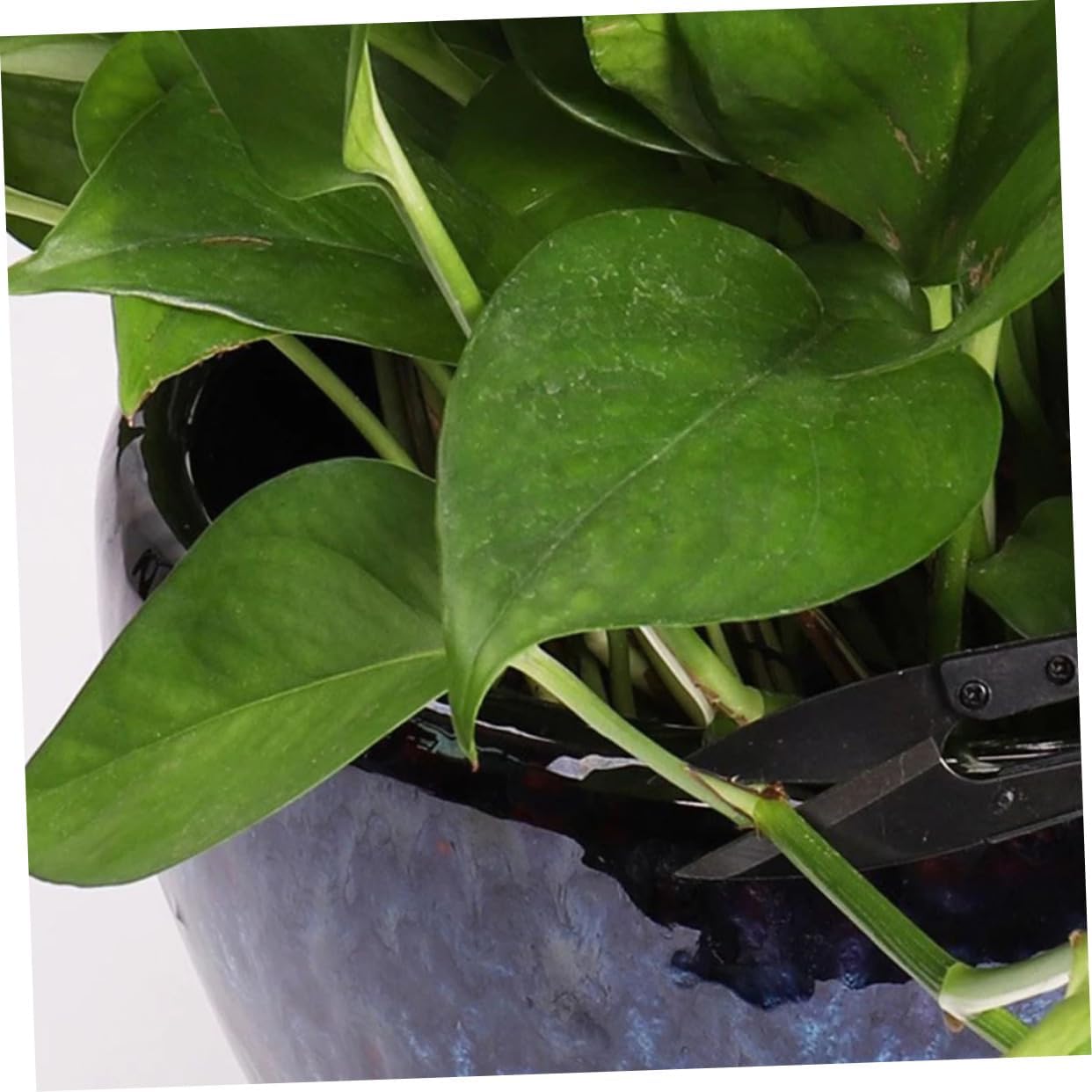 48pcs Bonsai Pruning Scissors Precision Bud and Leaf Trimmers Garden Tool for Detailed Pruning for Flowers and Orchards Handle