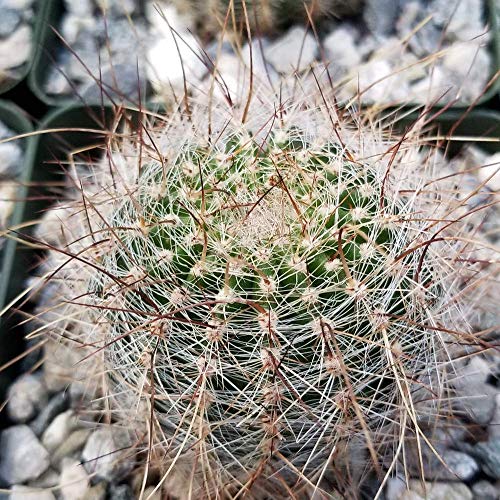 Lobivia Echinopsis Aurea V. Quinesensis Cactus Plant - 3.5 Inch Pot (2 Plants) #TOP1